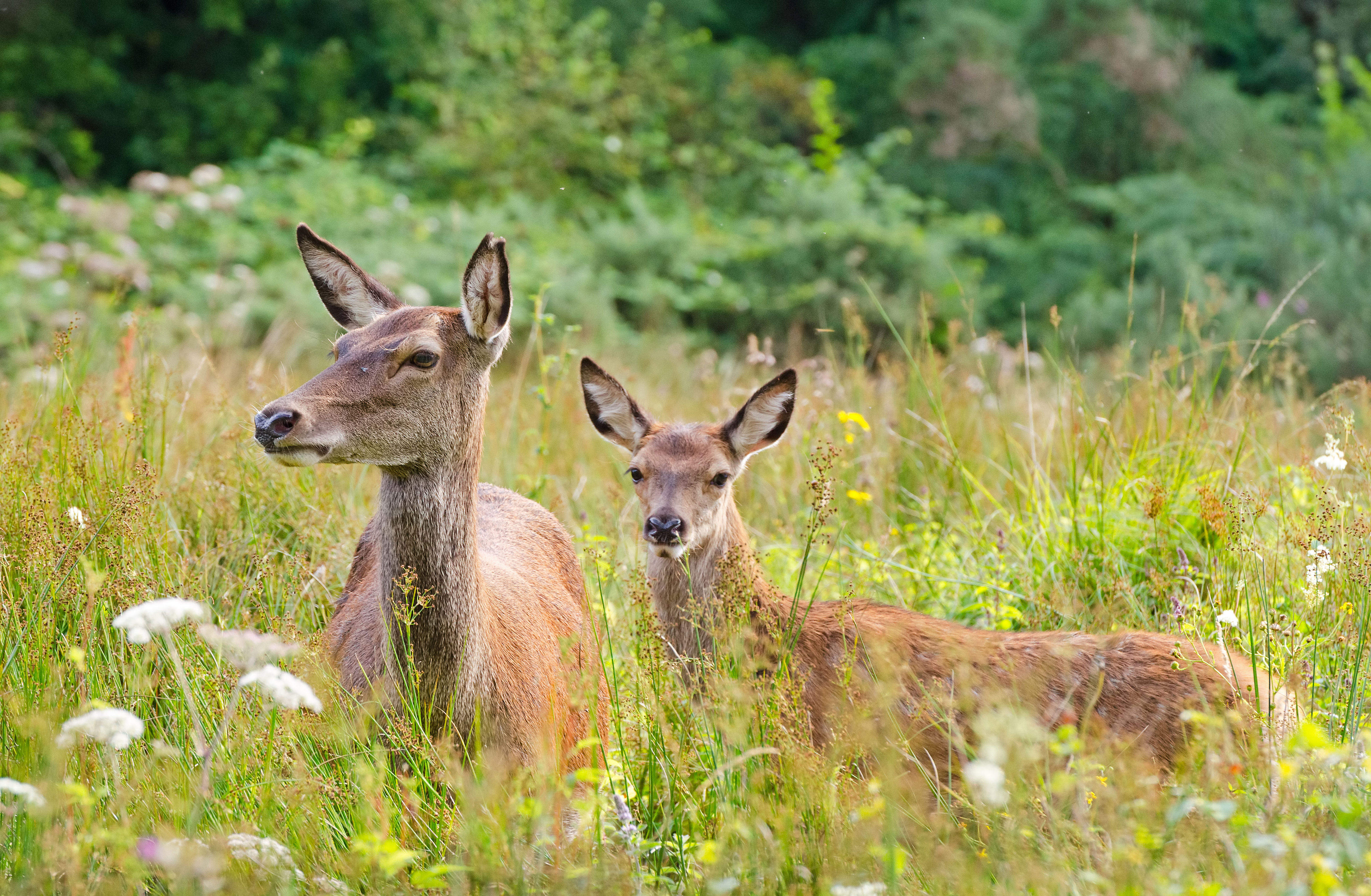 Highland Wildlife Park